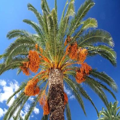 Date-palm (1)