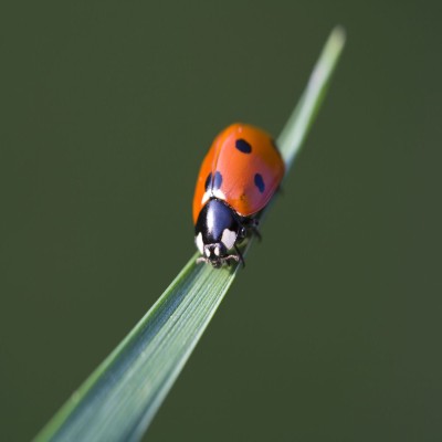 ladybird-brittany-france-502864869-5897a8315f9b5874ee735fca (1)