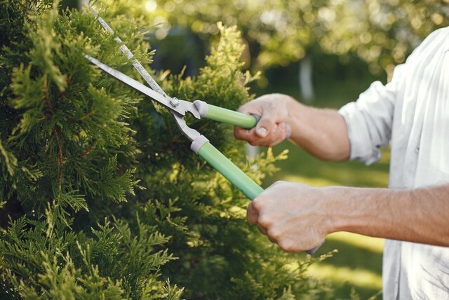 man-trimming-bough-brush-guy-works-backyard_1157-41447 (1)